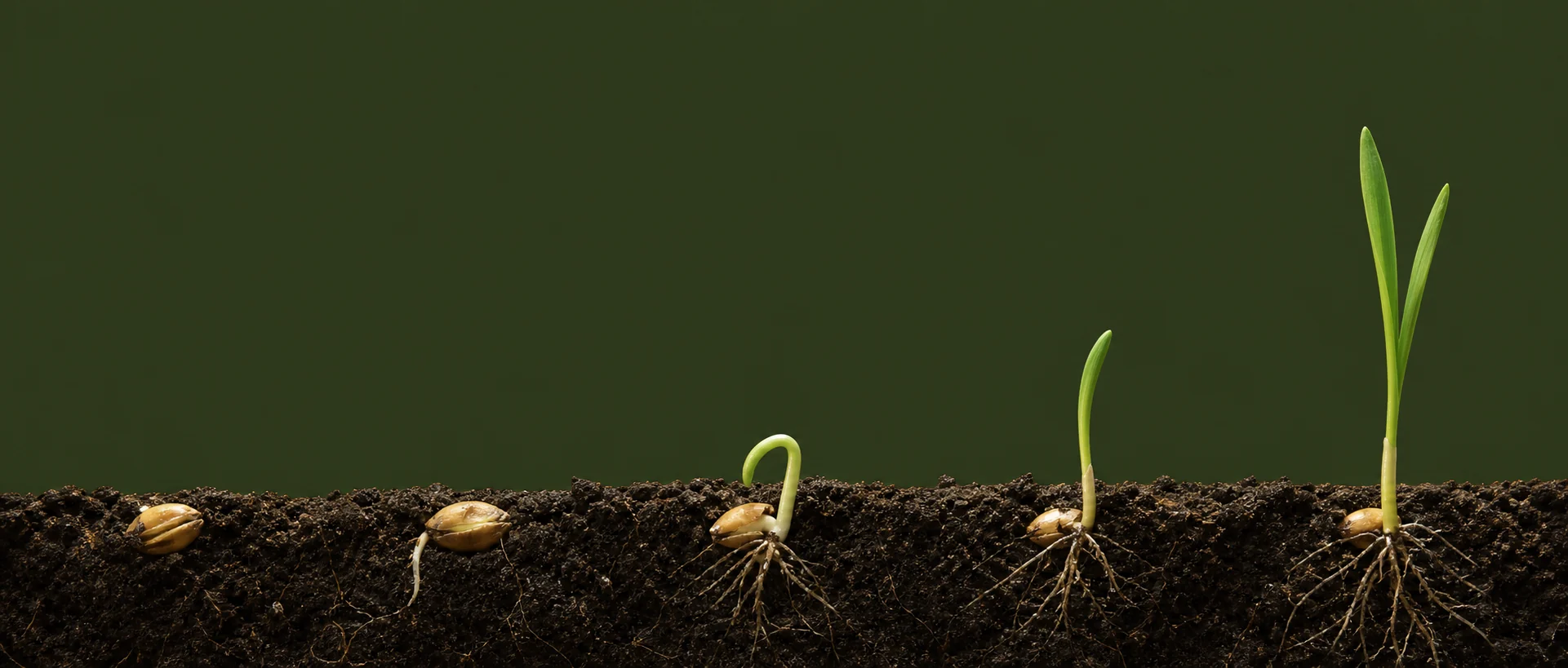 Seedlings growing through healthy soil